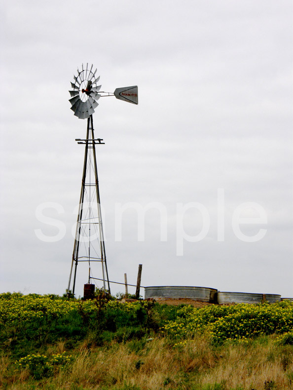 Windmill and Blooming Sand Burrs