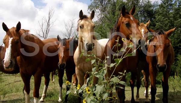 Ranch Horses